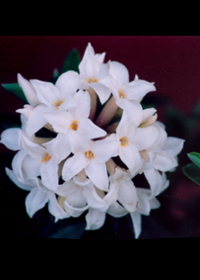 Daphne x transatlantica 'Jim's Pride'